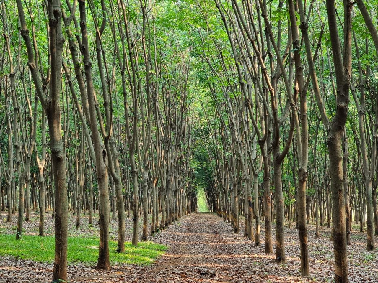 Finca en venta en Coatepeque Quetzaltenango