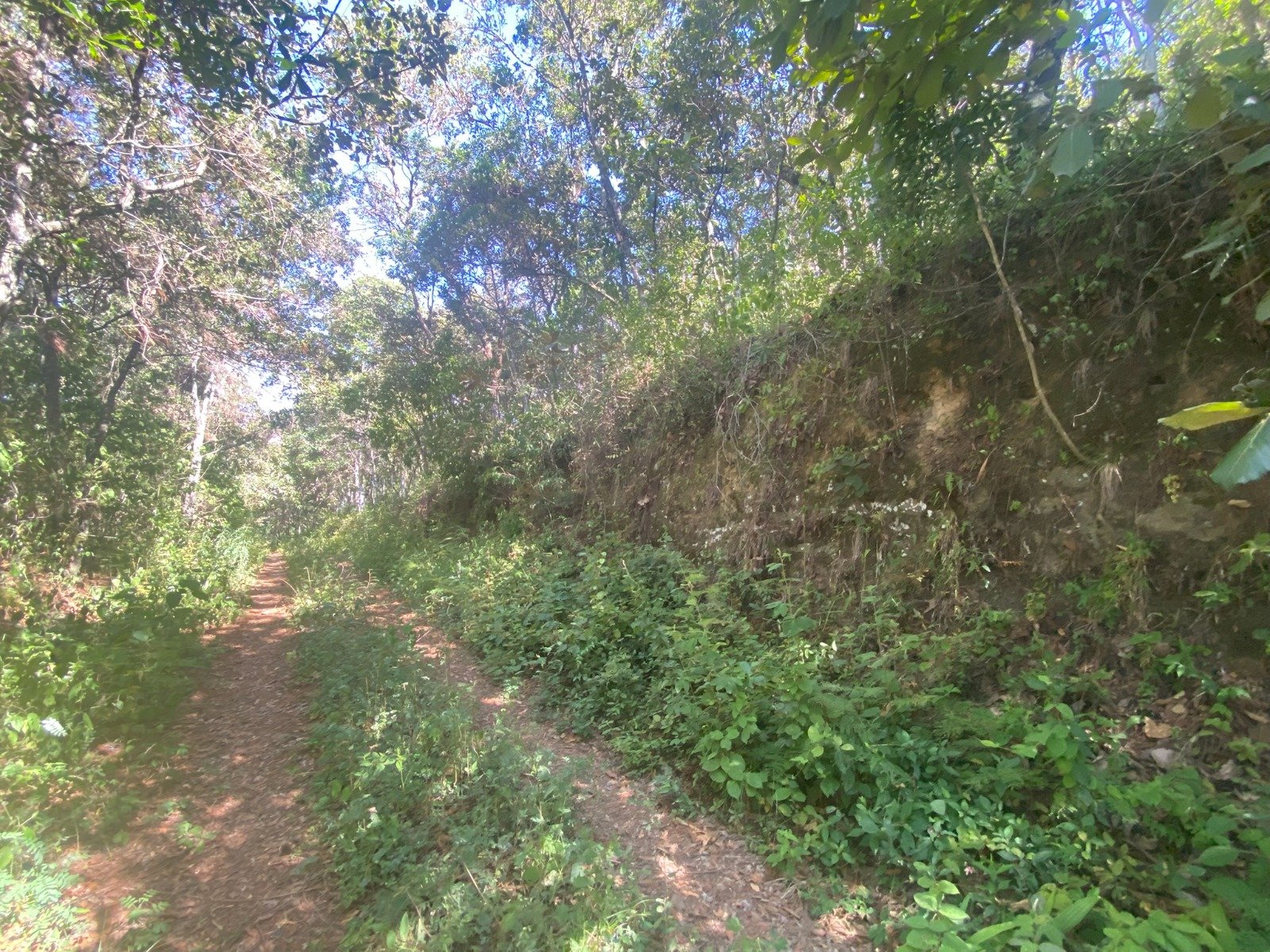 Zona 7