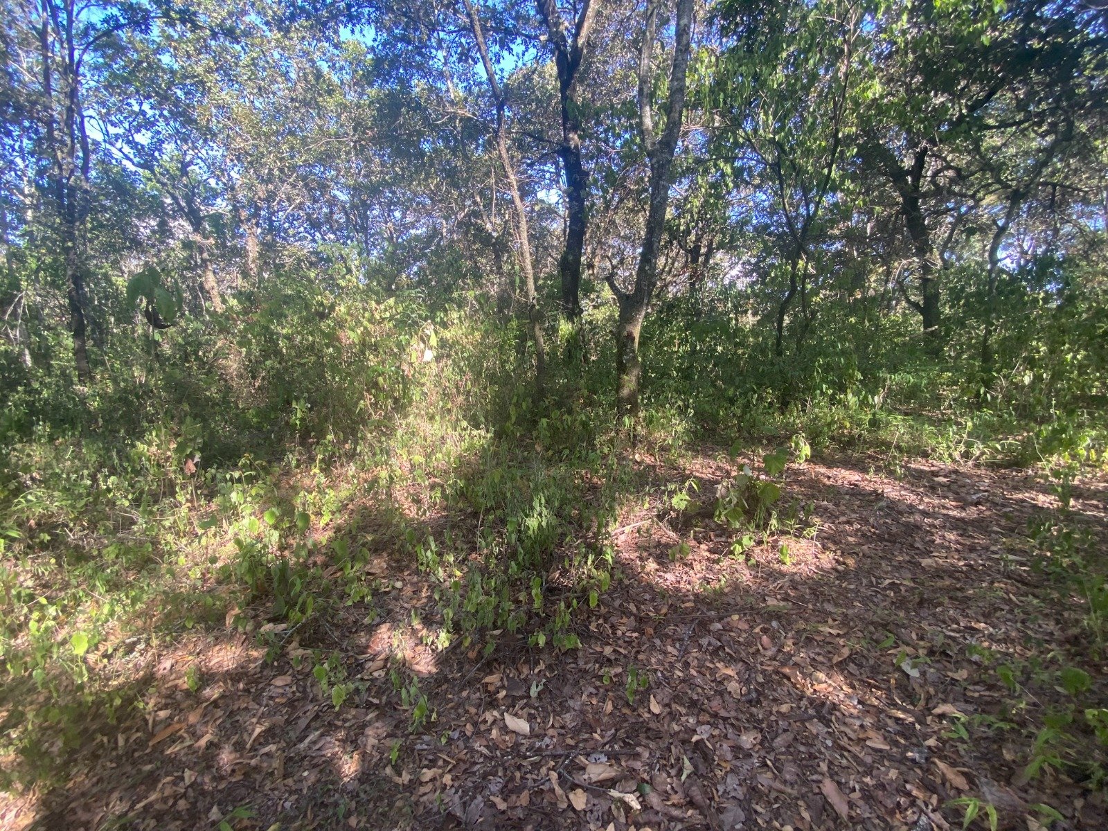 Terreno en Venta 1 manzana en El Encinal, Zona 7 ref-6135