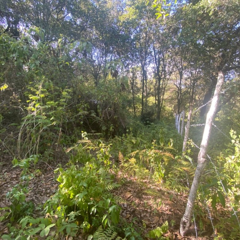 Terreno en Venta 1 manzana en El Encinal